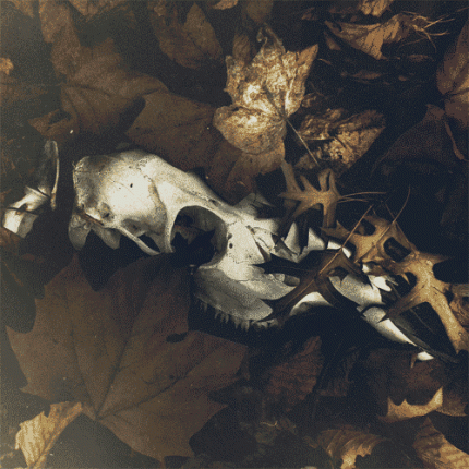 Pray For Teeth - From The Edge Of The Shore LP (2. Versionen)